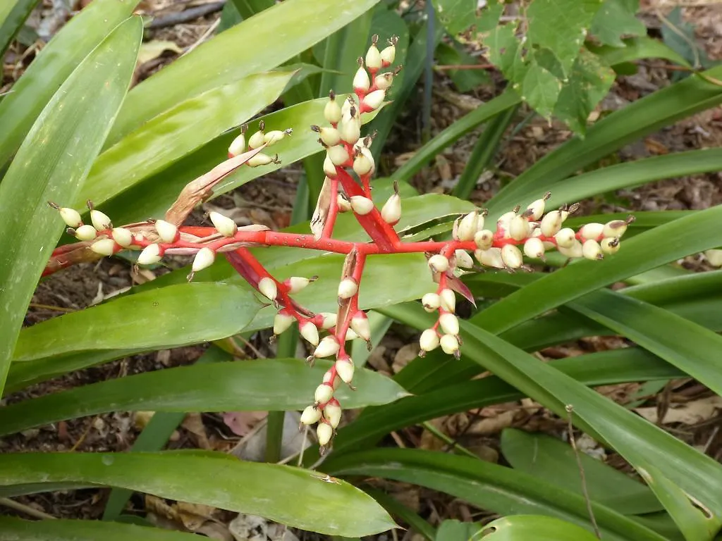 Holiday home Magnolia Cottage Cooroy