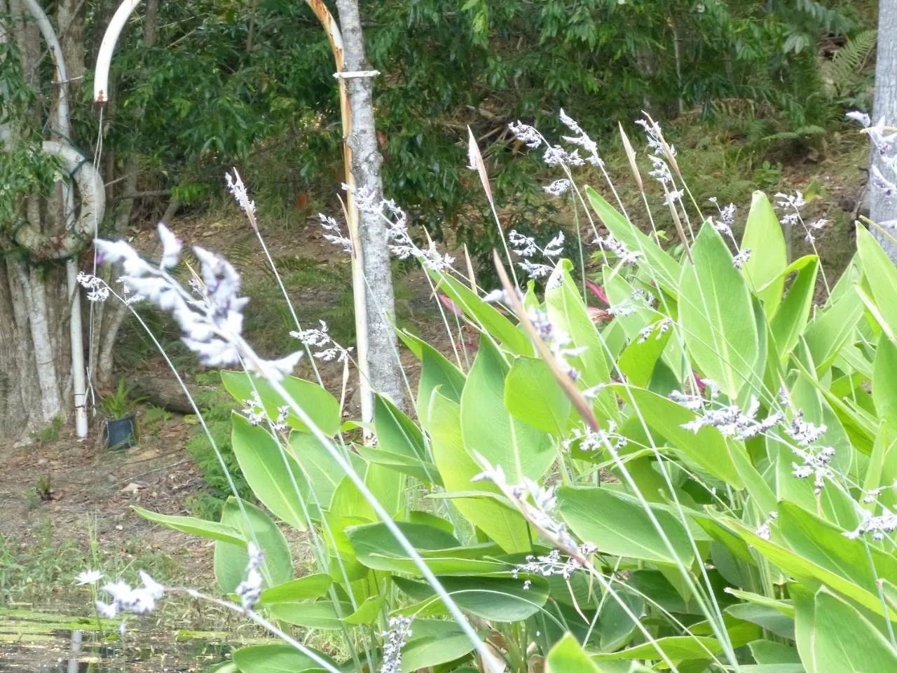 Holiday home Magnolia Cottage Cooroy